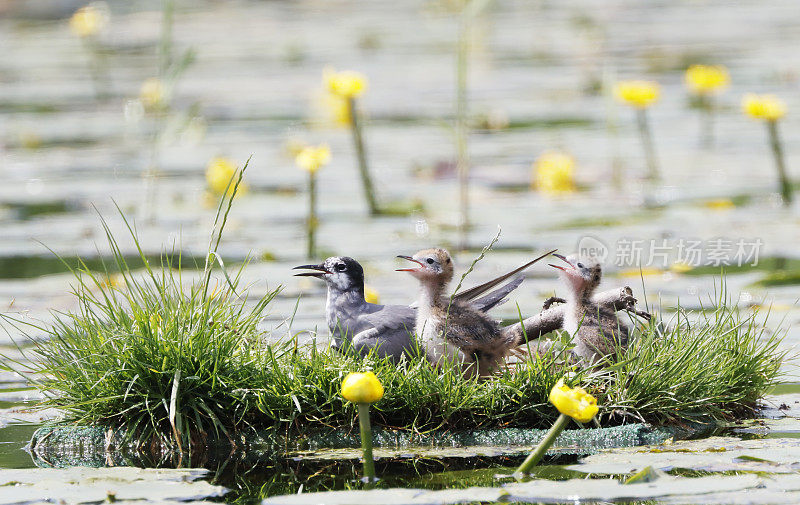 黑燕鸥(Chlidonias niger)筑巢行为